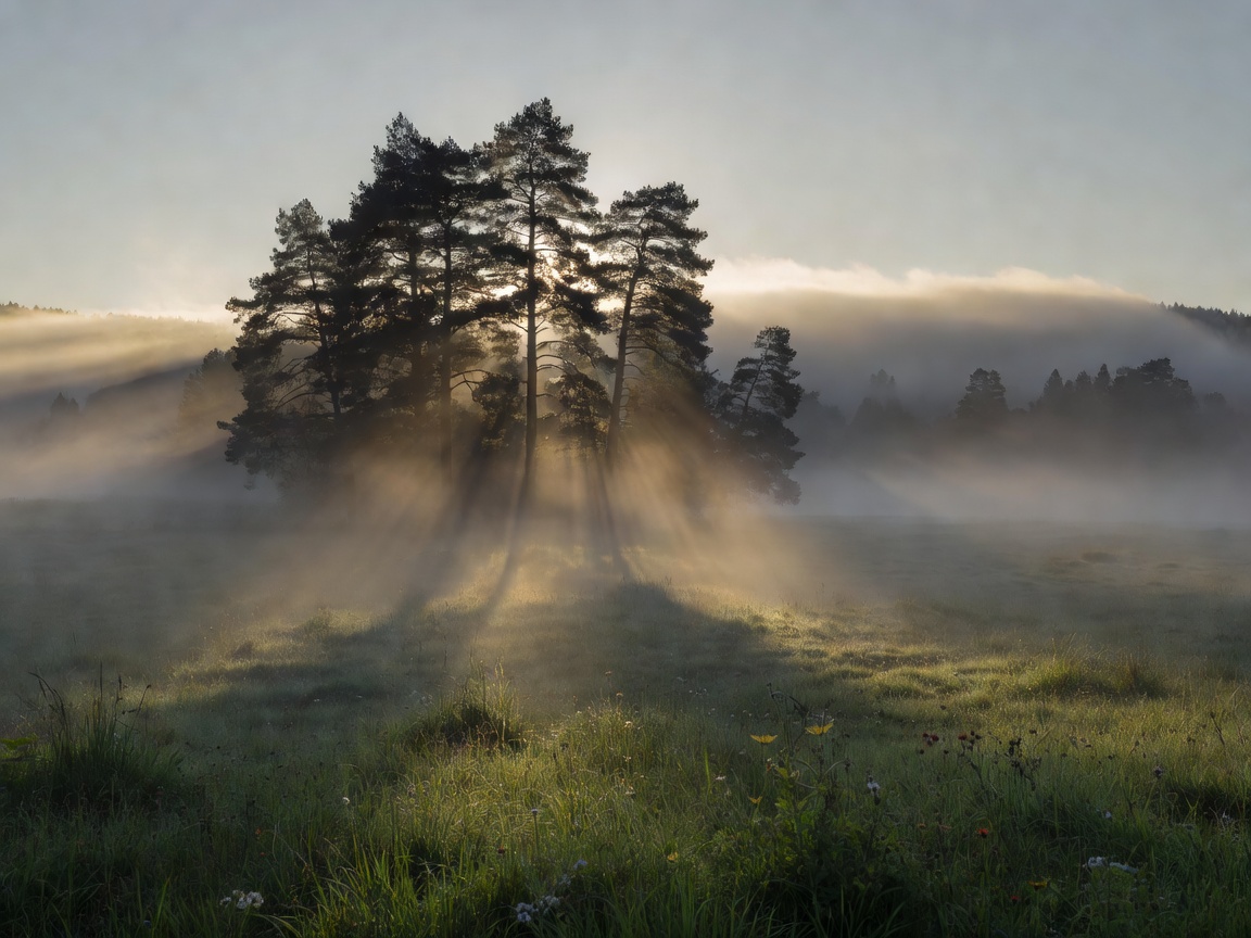 Misty meadow valley with sunbeams passing through silhouetted pine trees